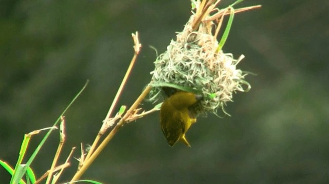 African Golden-Weaver - ML200907211