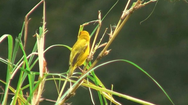 African Golden-Weaver - ML200907221
