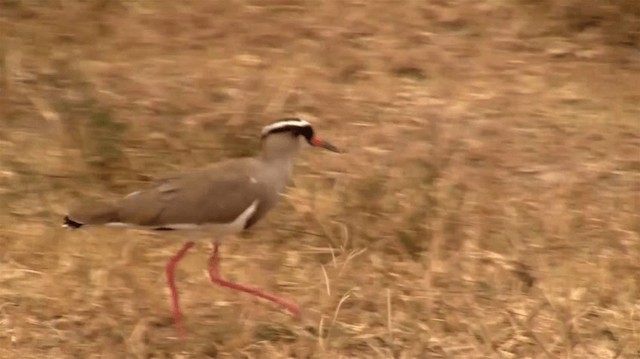 Crowned Lapwing - ML200907481