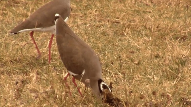 Crowned Lapwing - ML200907491