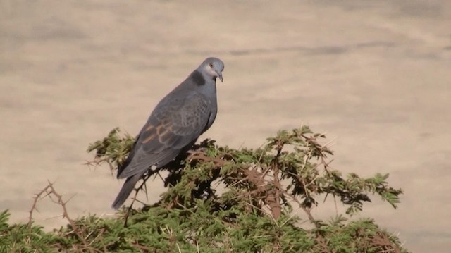 Dusky Turtle-Dove - ML200907581