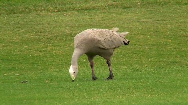 Cape Barren Goose - ML200907611