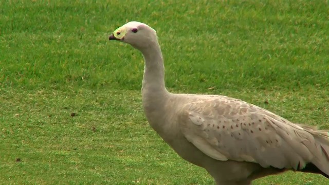 Cape Barren Goose - ML200907621