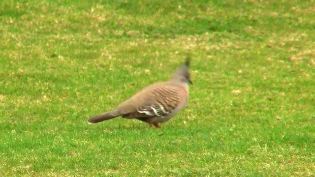 Crested Pigeon - ML200907631