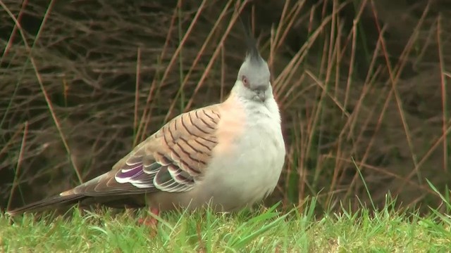 Crested Pigeon - ML200907641