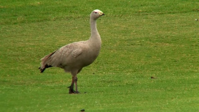 Cape Barren Goose - ML200907681