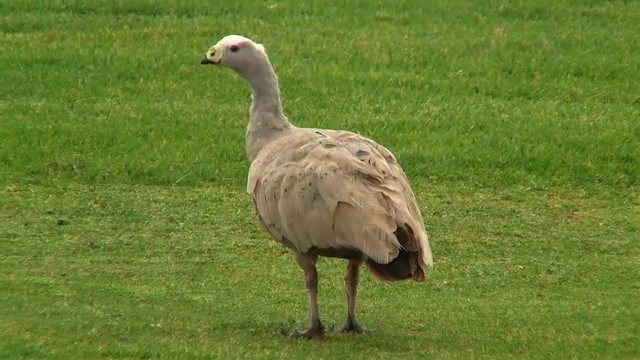 Cape Barren Goose - ML200907691