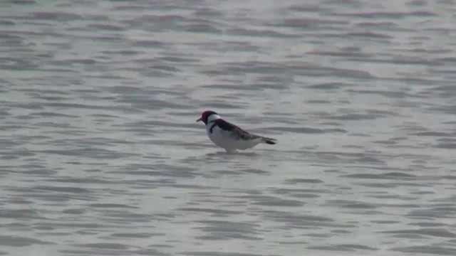 Hooded Plover - ML200907731