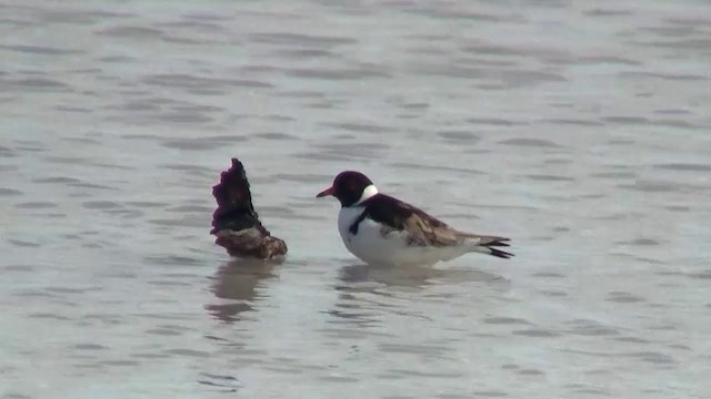 Hooded Plover - ML200907741