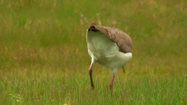 Masked Lapwing (Black-shouldered) - ML200907751