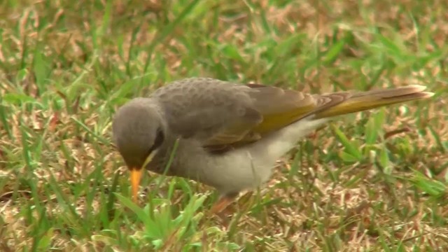 Yellow-throated Miner - ML200907781