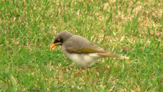 Yellow-throated Miner - ML200907791