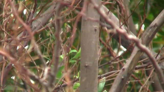 Inland Thornbill - ML200907801