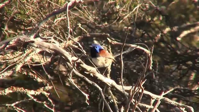 Purple-backed Fairywren (Purple-backed) - ML200907931