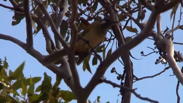 White-eared Honeyeater - ML200907951