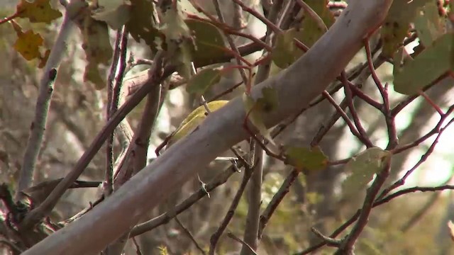 White-eared Honeyeater - ML200907961