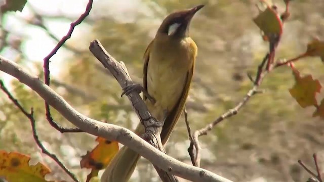 White-eared Honeyeater - ML200907971