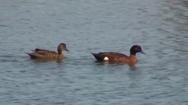 Chestnut Teal - ML200908021