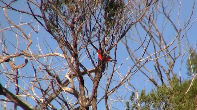 Crimson Chat - ML200908031