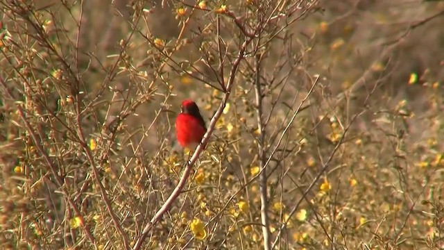 Crimson Chat - ML200908041