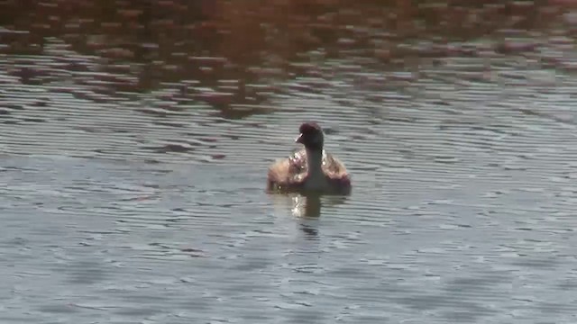 Hoary-headed Grebe - ML200908071