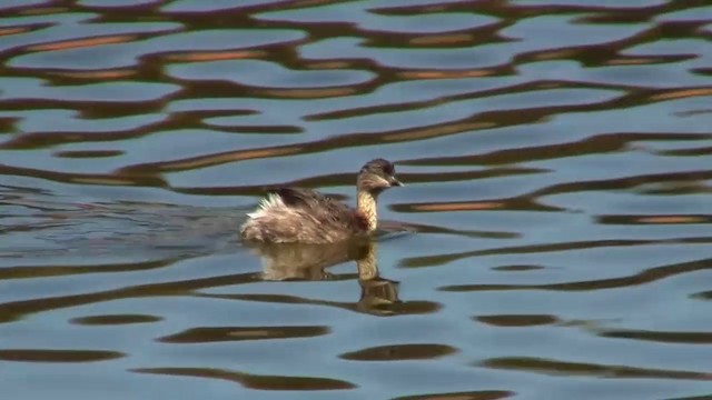 Hoary-headed Grebe - ML200908081