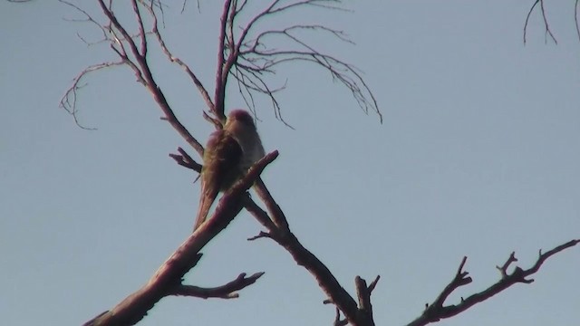 Horsfield's Bronze-Cuckoo - ML200908121