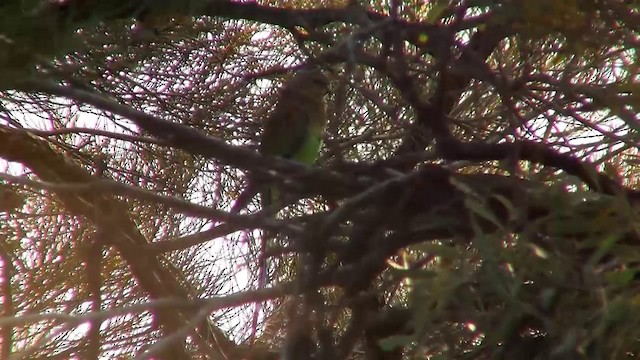 Mulga Parrot - ML200908151