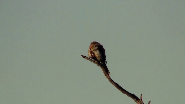 Spiny-cheeked Honeyeater - ML200908181