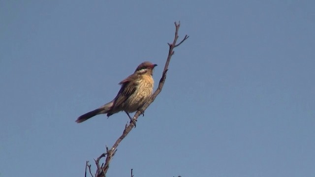 Spiny-cheeked Honeyeater - ML200908191