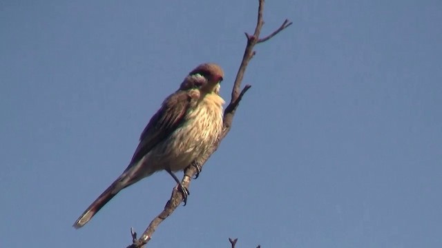 Spiny-cheeked Honeyeater - ML200908201