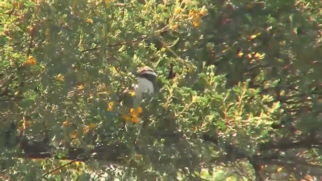 White-browed Babbler - ML200908221