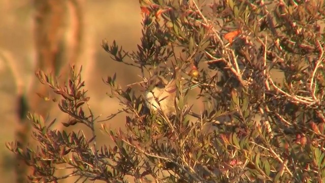 White-winged Fairywren (Blue-and-white) - ML200908241