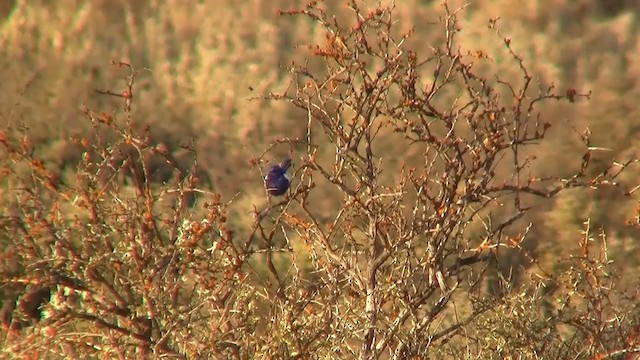 White-winged Fairywren (Blue-and-white) - ML200908251