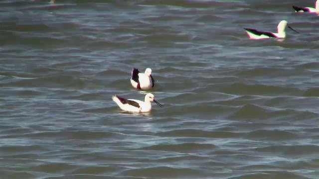 Banded Stilt - ML200908271