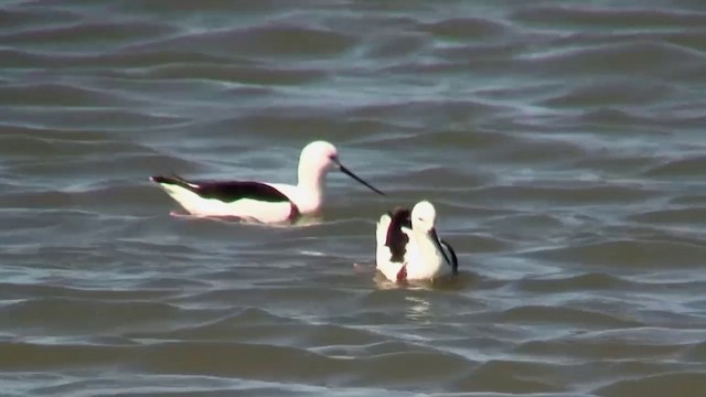 Banded Stilt - ML200908281