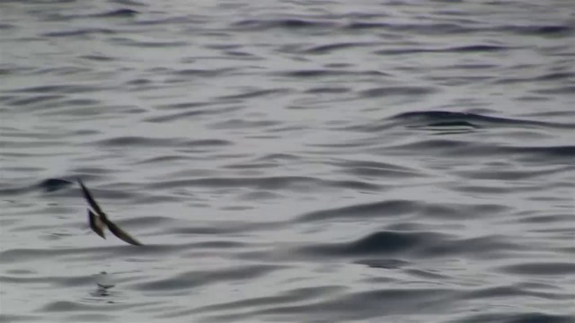 White-faced Storm-Petrel - ML200908411