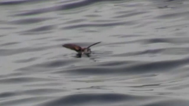 White-faced Storm-Petrel - ML200908421