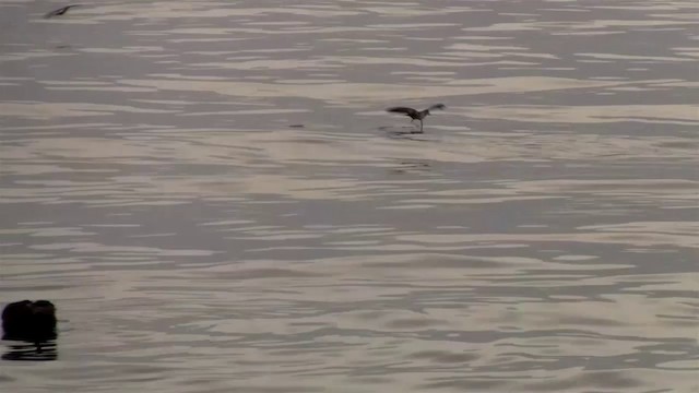 White-faced Storm-Petrel - ML200908501