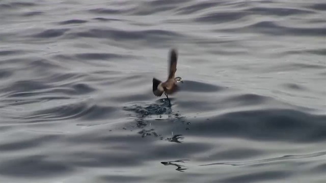 White-faced Storm-Petrel - ML200908511