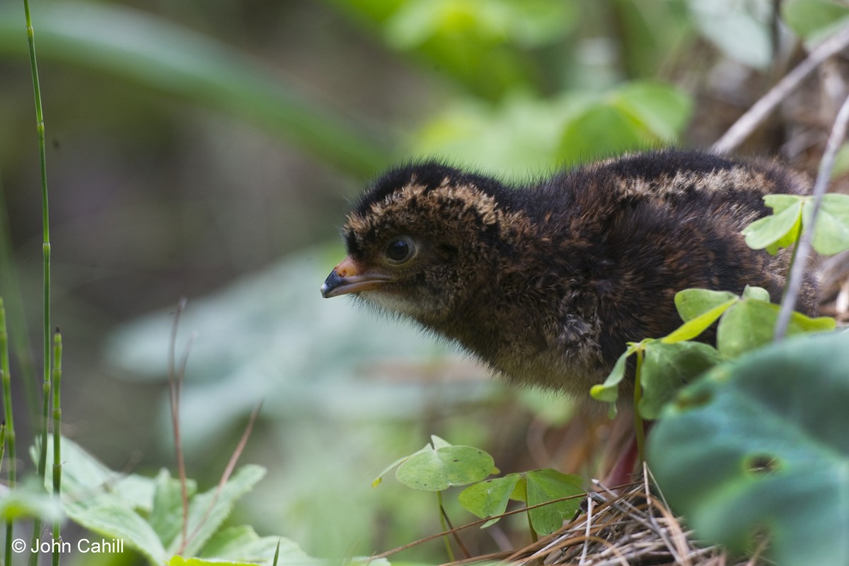 Buffy-crowned Wood-Partridge - ML20090861