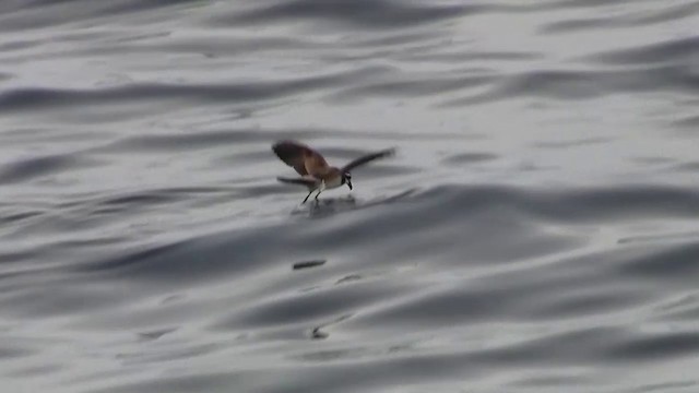 White-faced Storm-Petrel - ML200908611