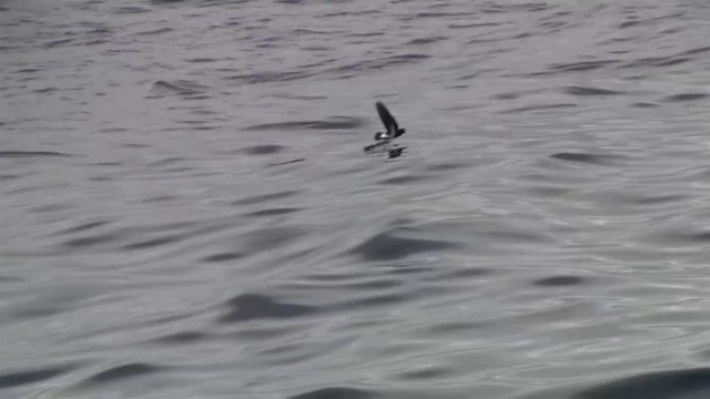 New Zealand Storm-Petrel - ML200908701