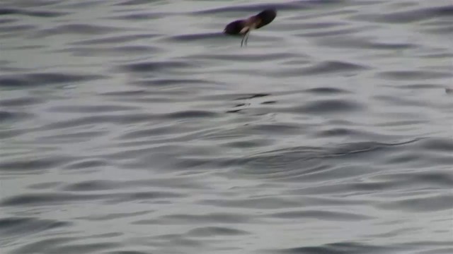 White-faced Storm-Petrel - ML200908711