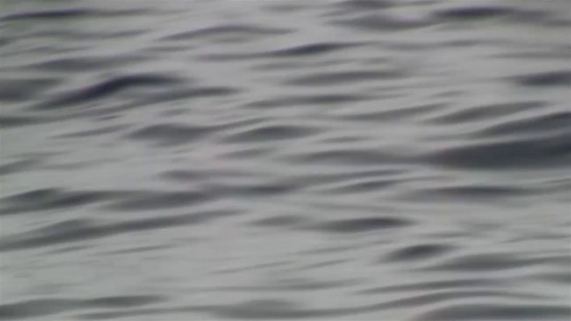 White-faced Storm-Petrel - ML200908721