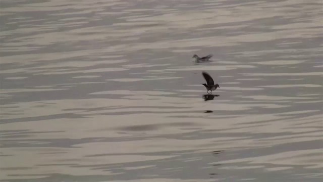 White-faced Storm-Petrel - ML200908821