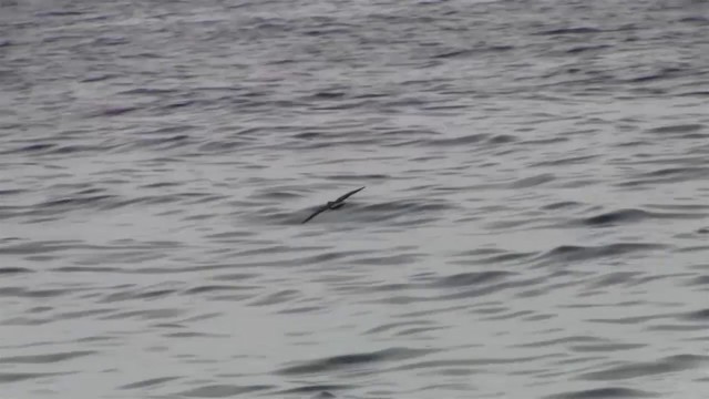 White-faced Storm-Petrel - ML200908831