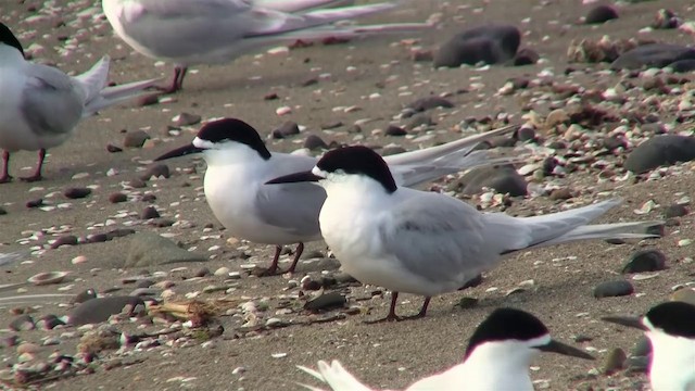 White-fronted Tern - ML200908911