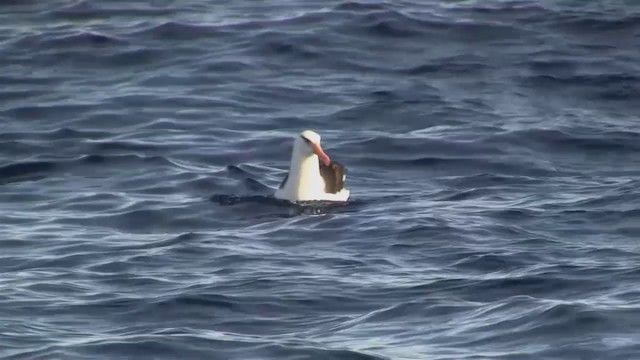 Schwarzbrauenalbatros (Campbellalbatros) - ML200909021