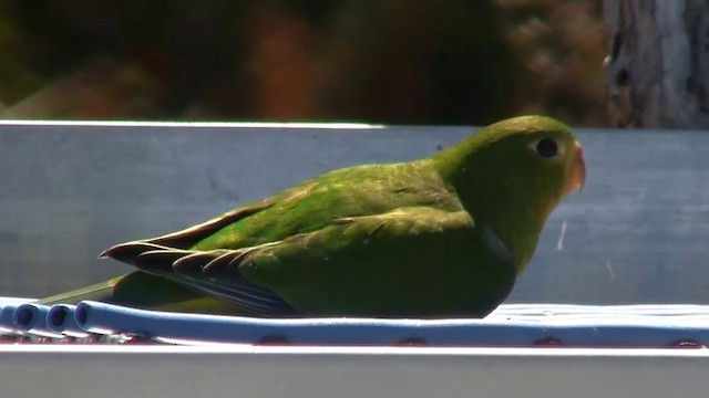 Золотистобрюхий травяной попугайчик - ML200909091